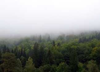 Jak zasłonić okno bez rolet? Jak zasłonić okno bez rolet?