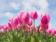 Co oznacza 25 tulipanów?
