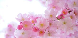 Czym opryskiwać rośliny?