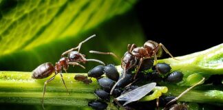 Czy deszcz pomaga na mszyce?