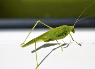 Jaka ościeżnica Prawa czy lewa?